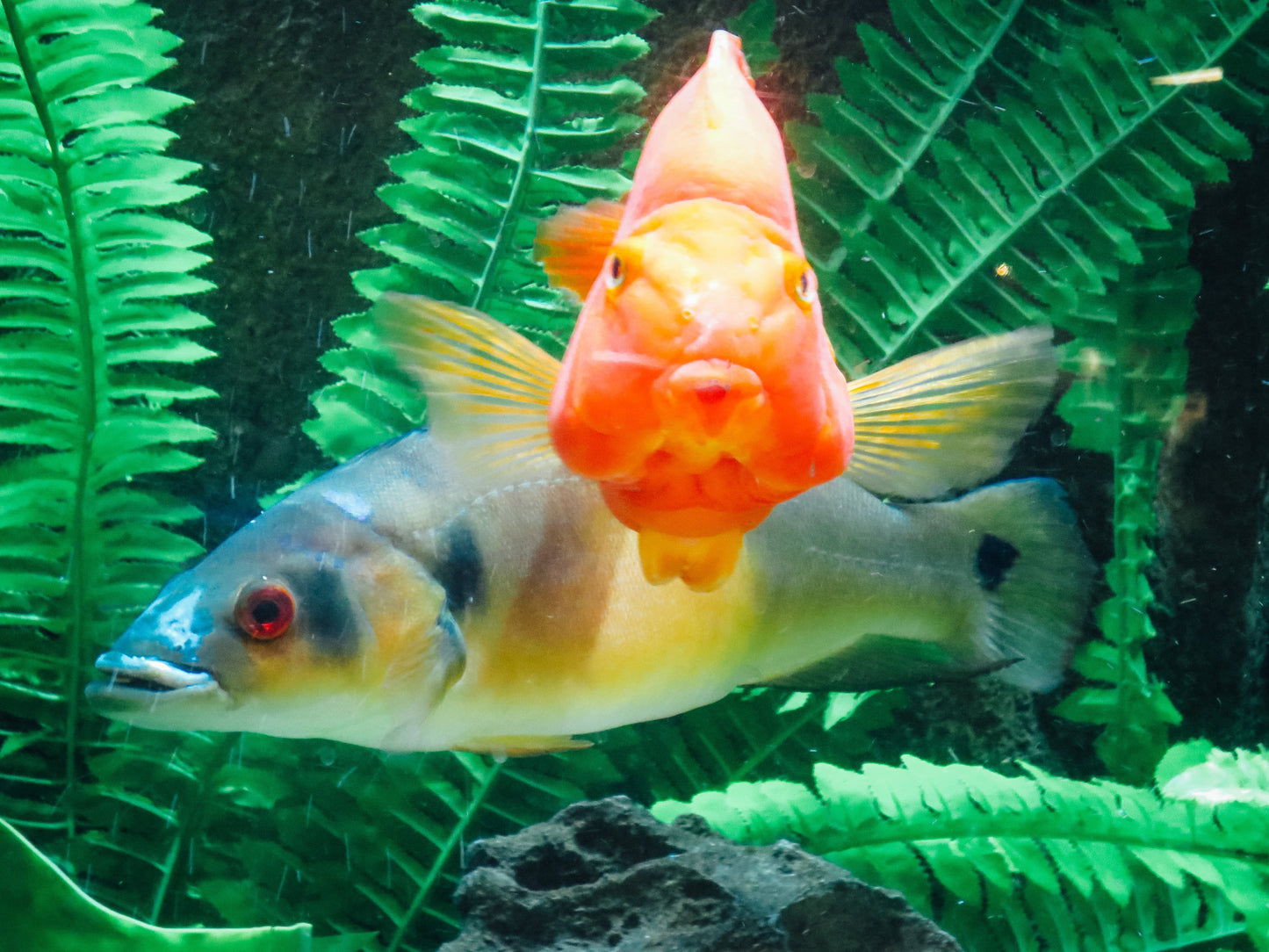 Swiming Fish Photography by Melissa Shapiro