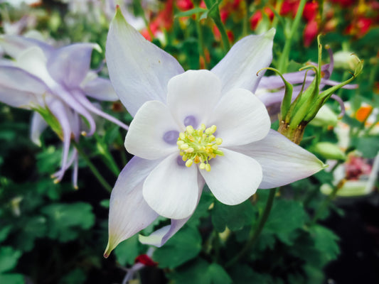The Center of the Flower Photography by Melissa Shapiro