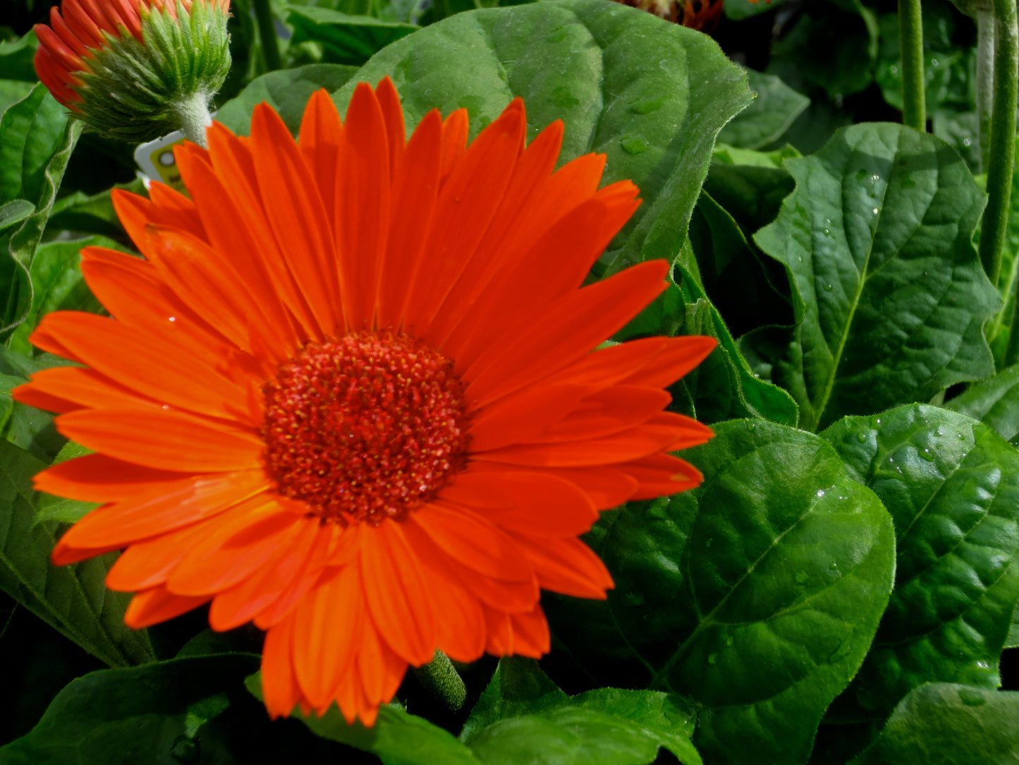 The Garden Photography by Melissa Shapiro