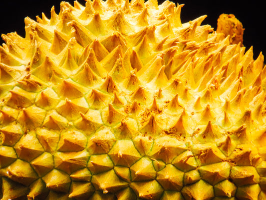 Thorns Photography by Melissa Shapiro
