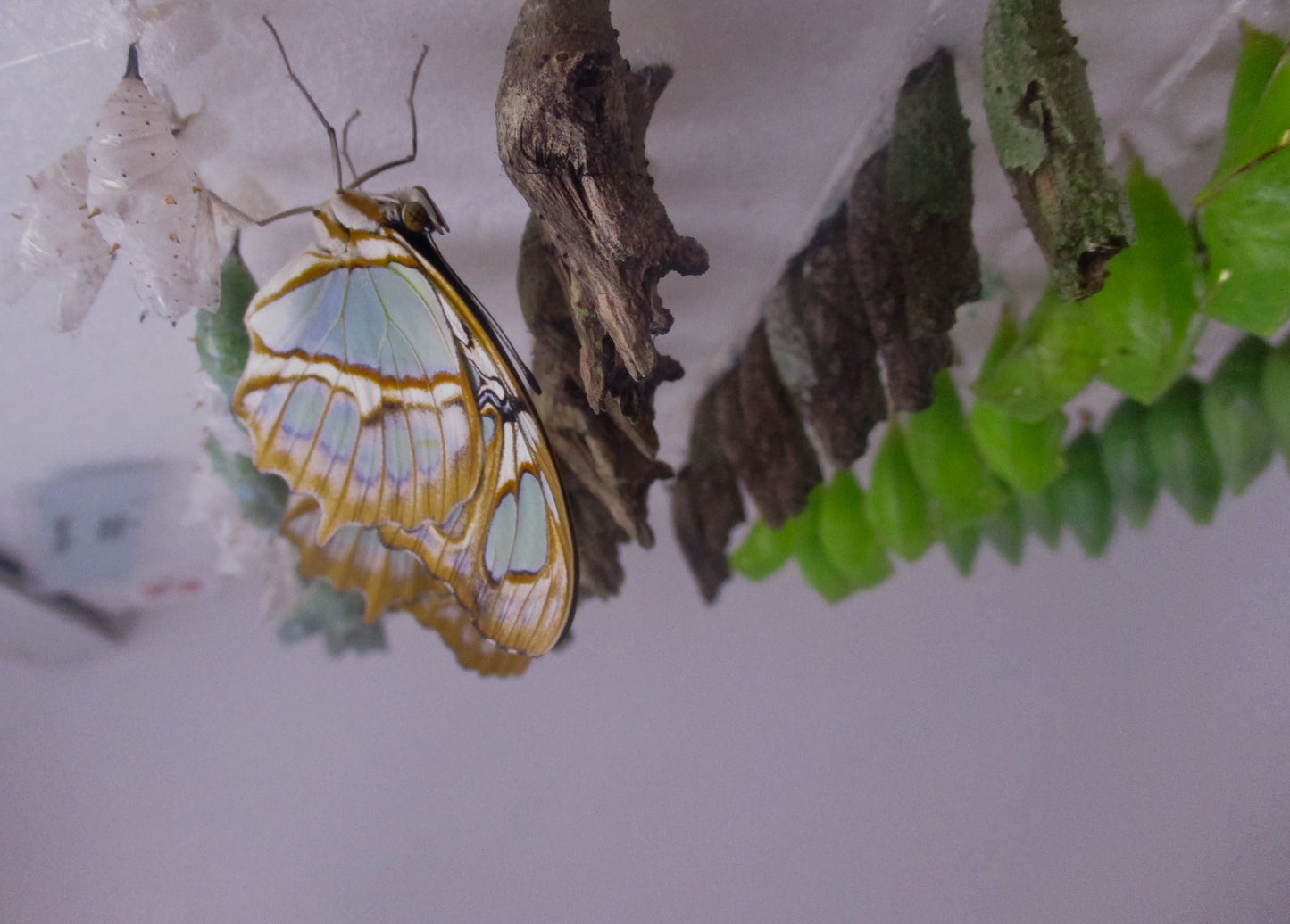 Butterfly Mountain