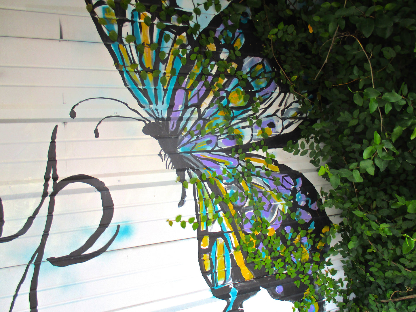 Flying on a Wall Photography by Neville Karpas