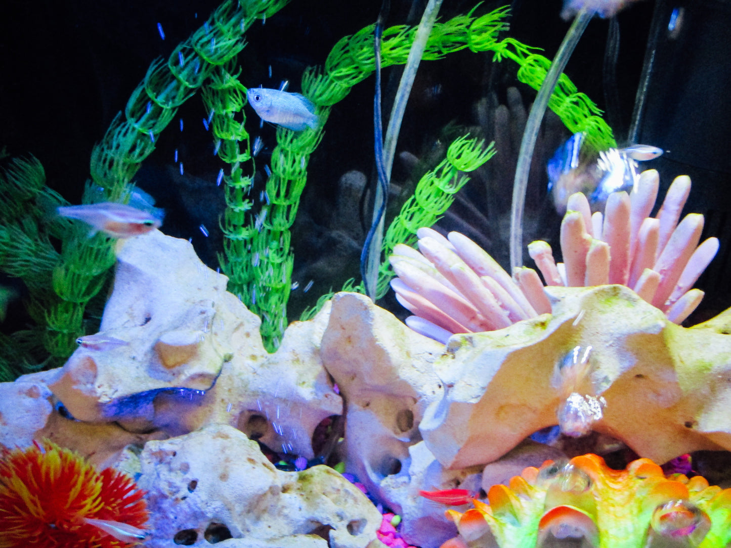 Sea Life Photography by Neville Karpas