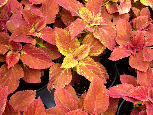 Leaves Photography by Nickolas Vasquez