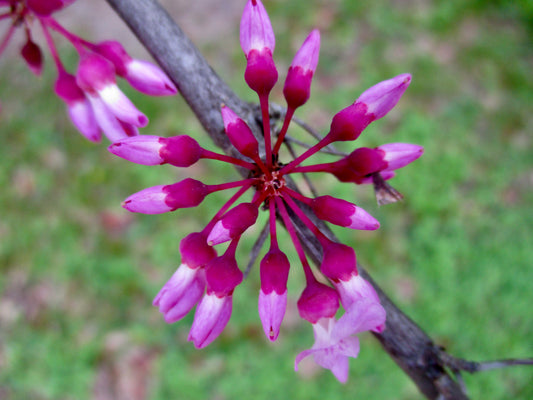 close up of a flower