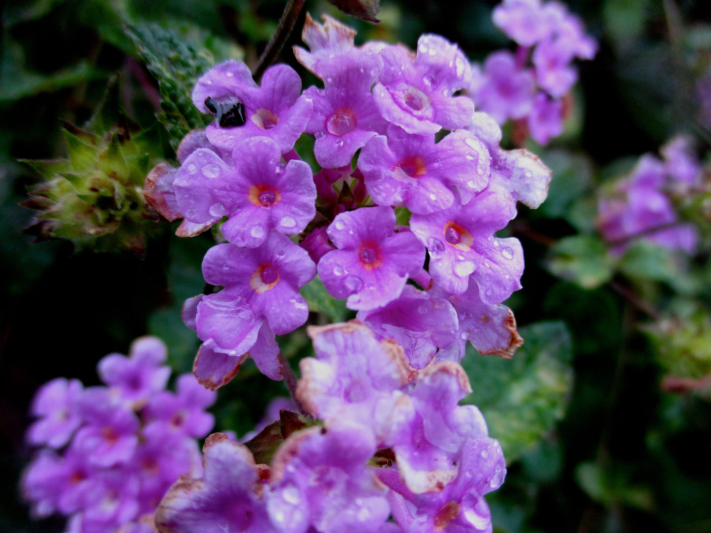 Dew Purple Photography by Becca Golub