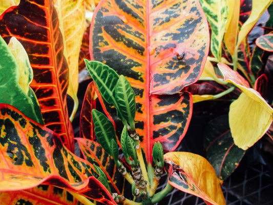 Watered Photography by Elyse Brandt