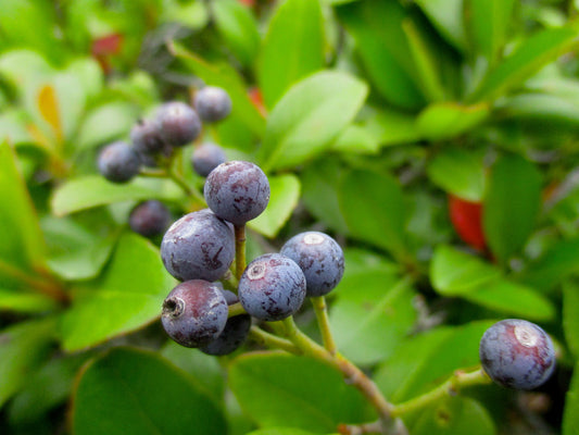 Berry
