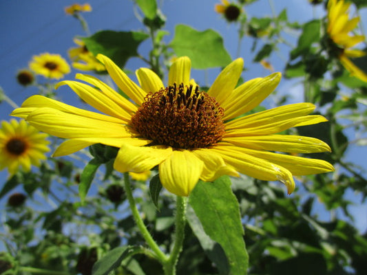 photograph of sunflower at angle against blue sky