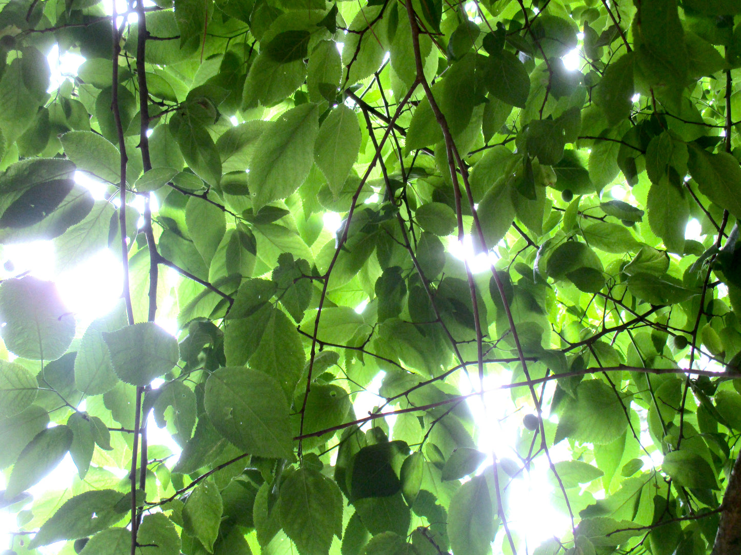 Photograph of Sun shining through leaves