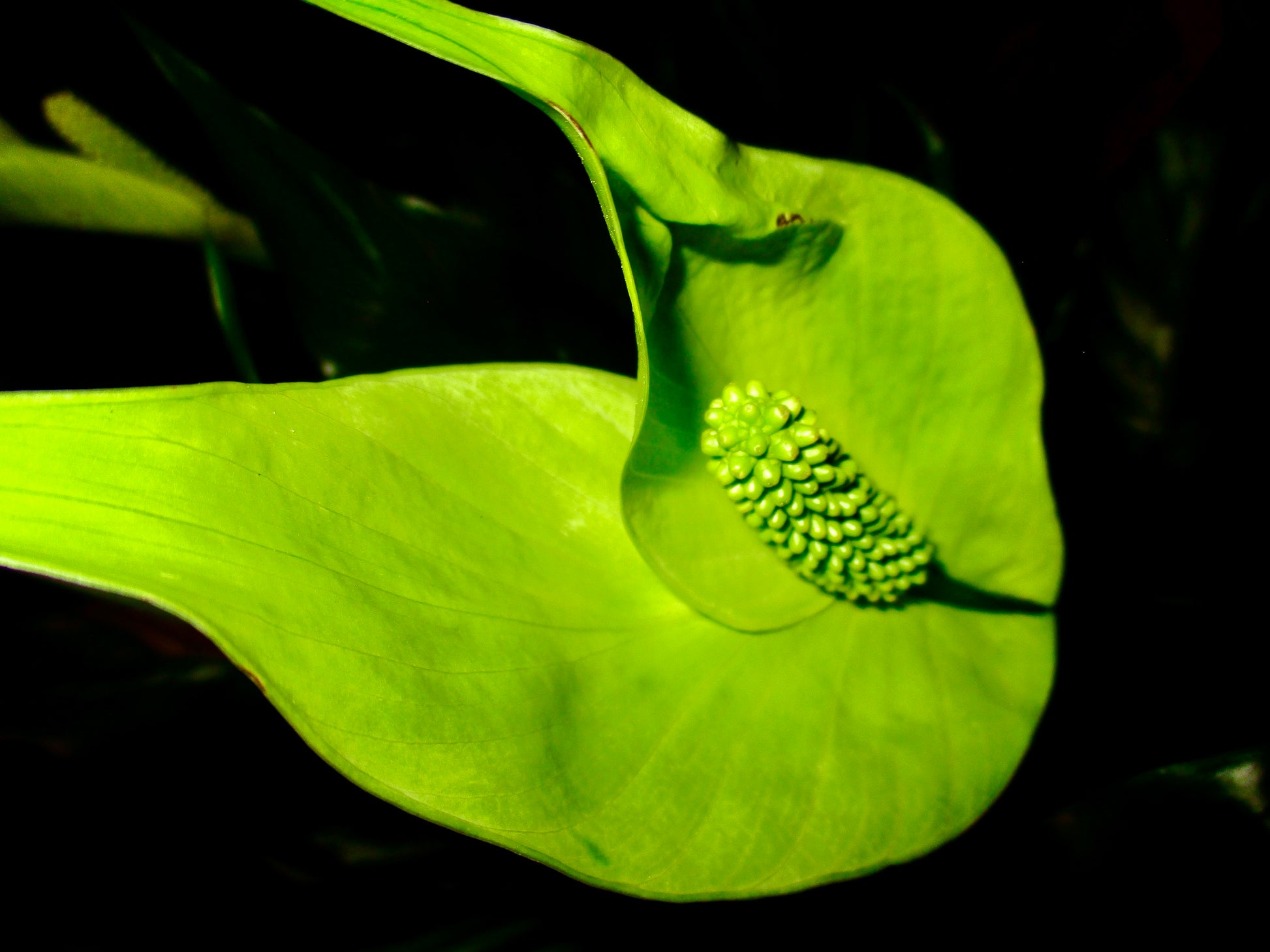 photograph of a green leaf and the stem