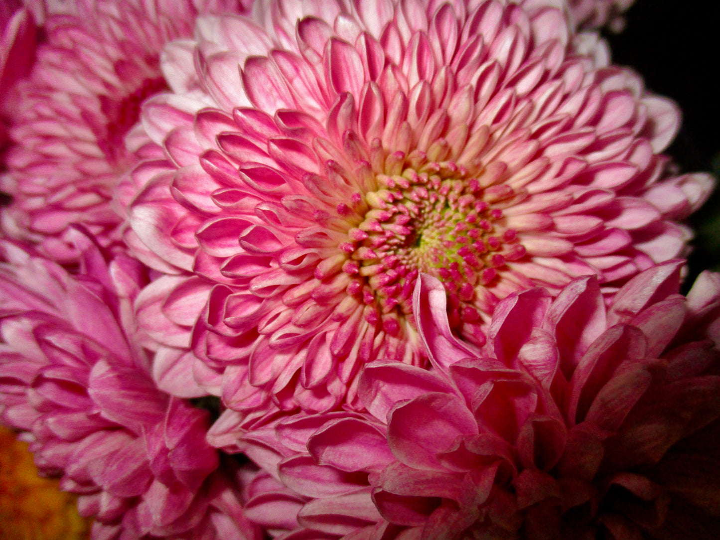 photograph of a pink flower