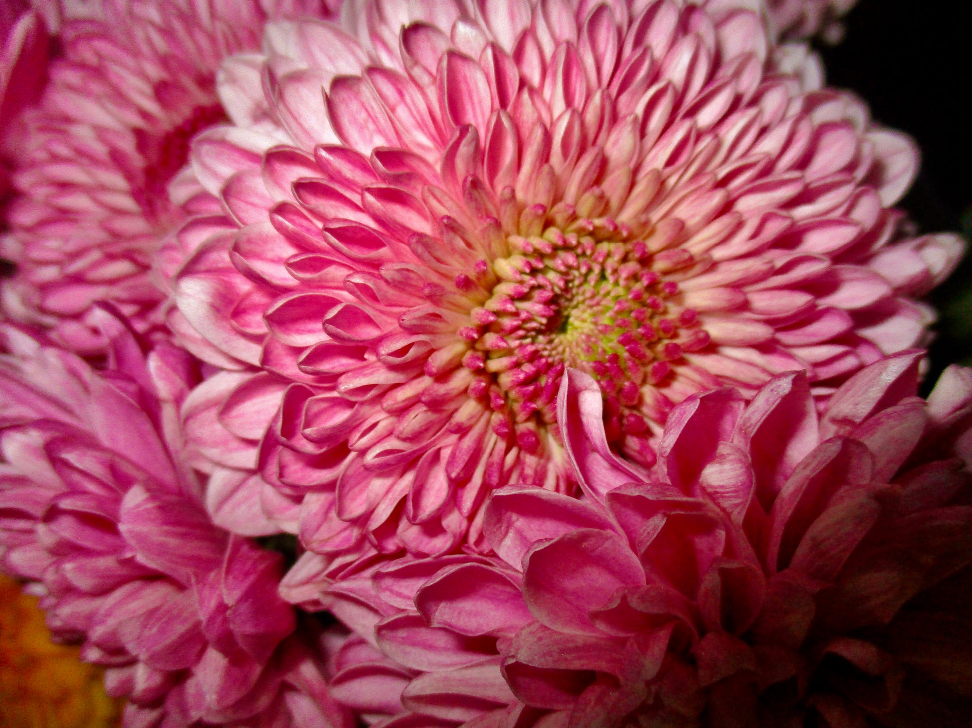 photograph of a pink flower