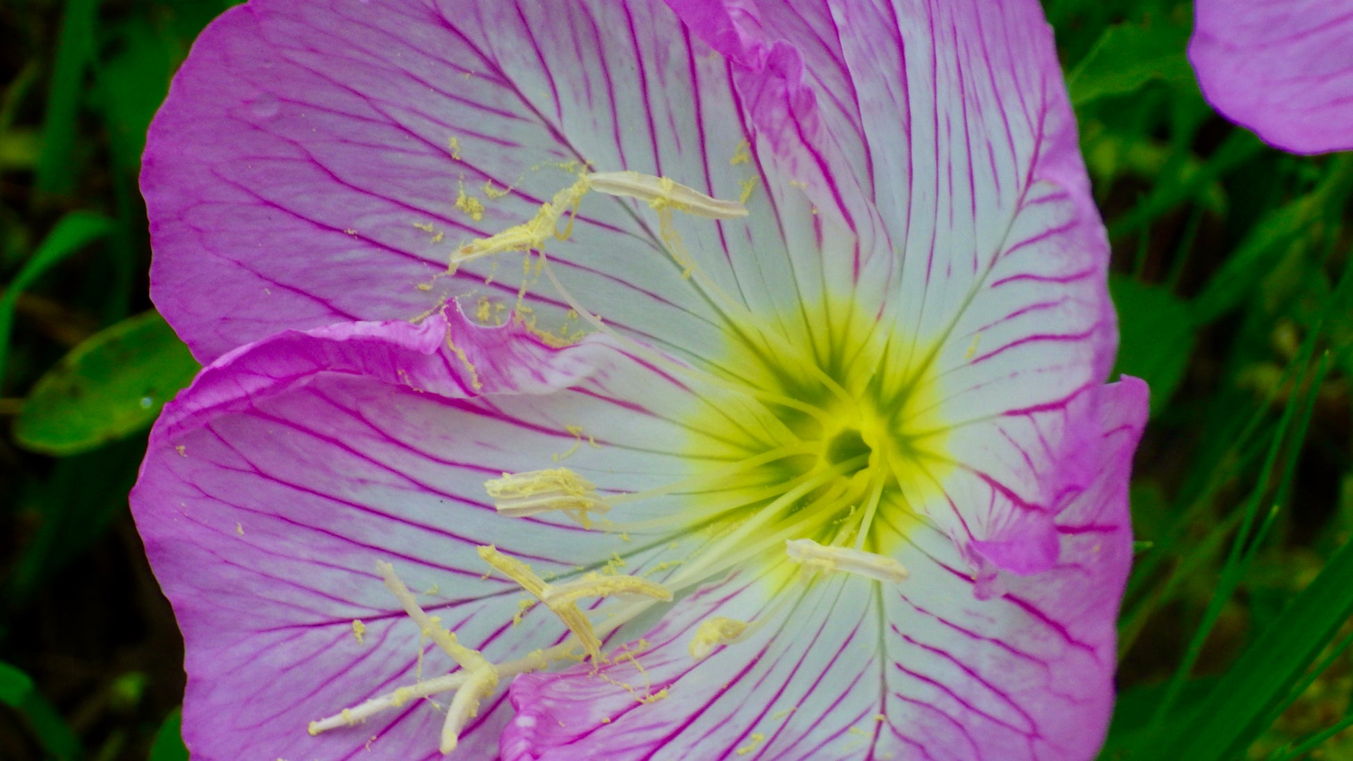 photograph of pink flower and the pollen