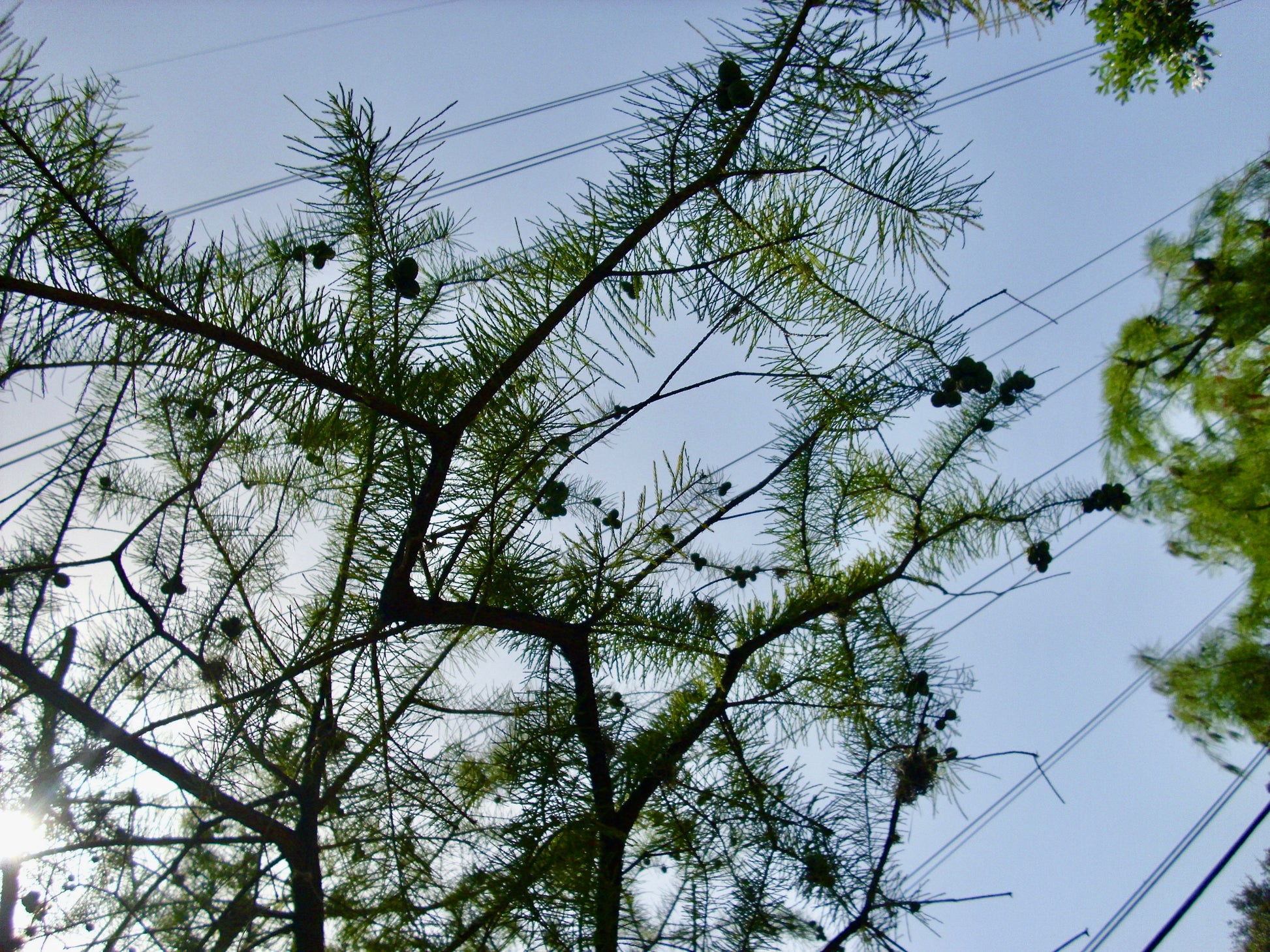 photograph of zigzag pine branches amongst powerlines