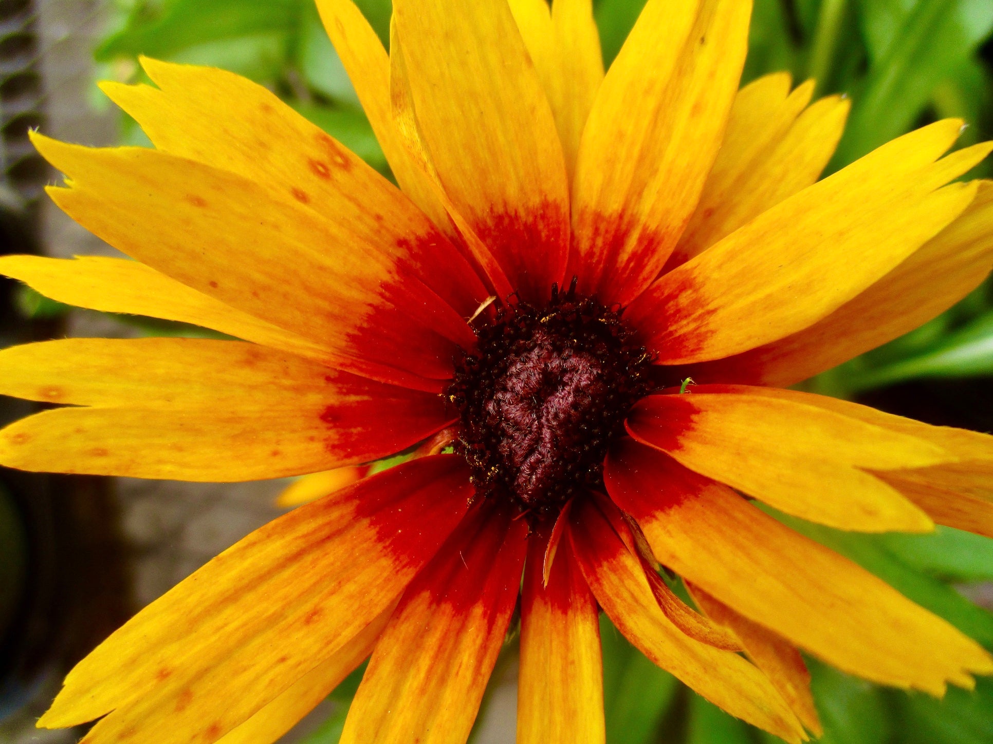 photograph of flower