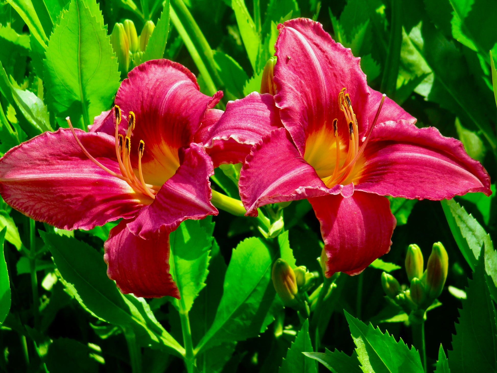 Photography of magenta flowers surrounded by greenery