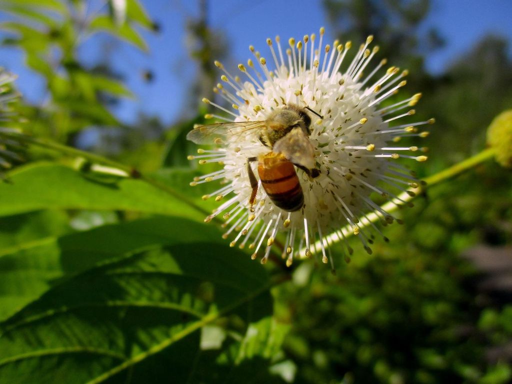 Photograph of bee polinating a white spikey flower