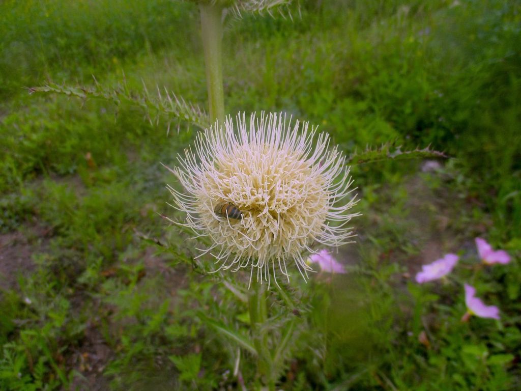 Photograph of White Spikey Flower with a Bee inside it