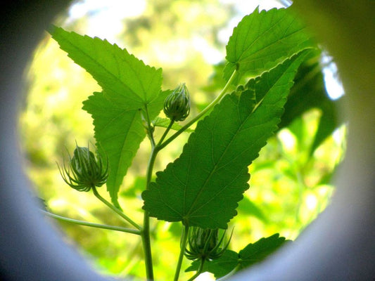 Photograph of a green buded plant through seen through a lense