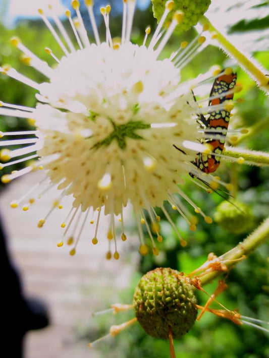 Photograph of a white flower with spikes and an orange insect on it