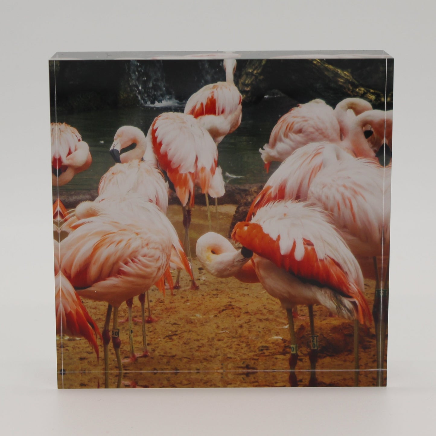 Acrylic block picture of pink flamingoes on a sandy beach