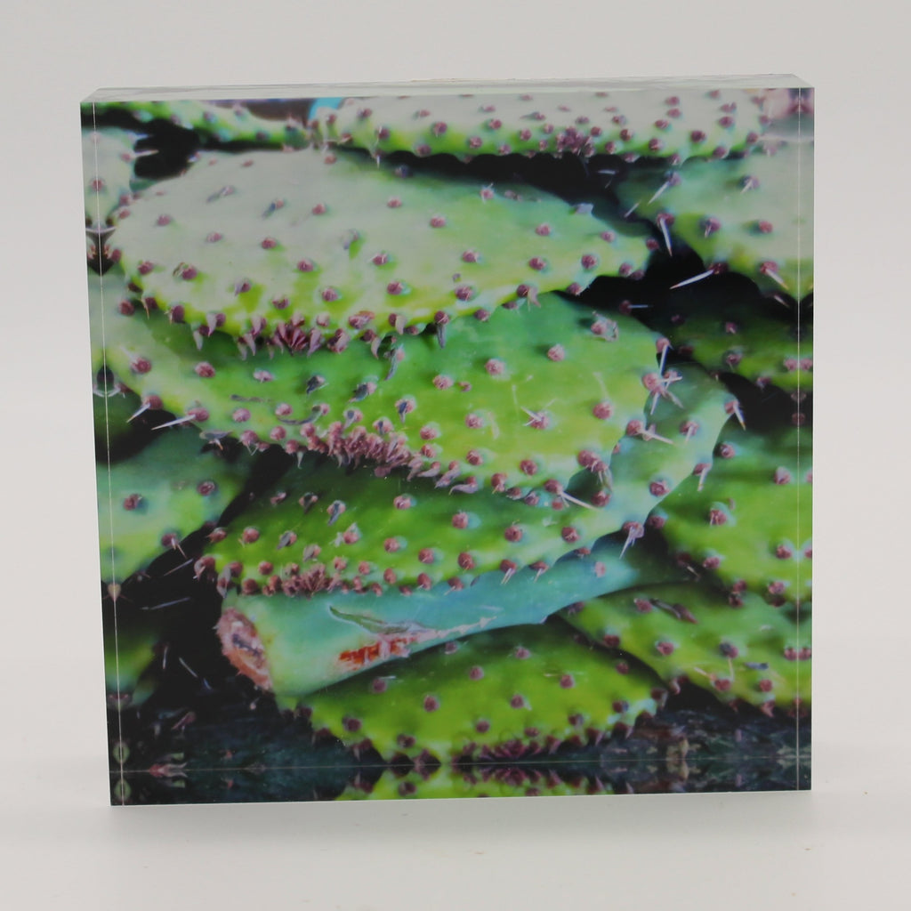 Acrylic block picture of green cactus pads and pink thorns