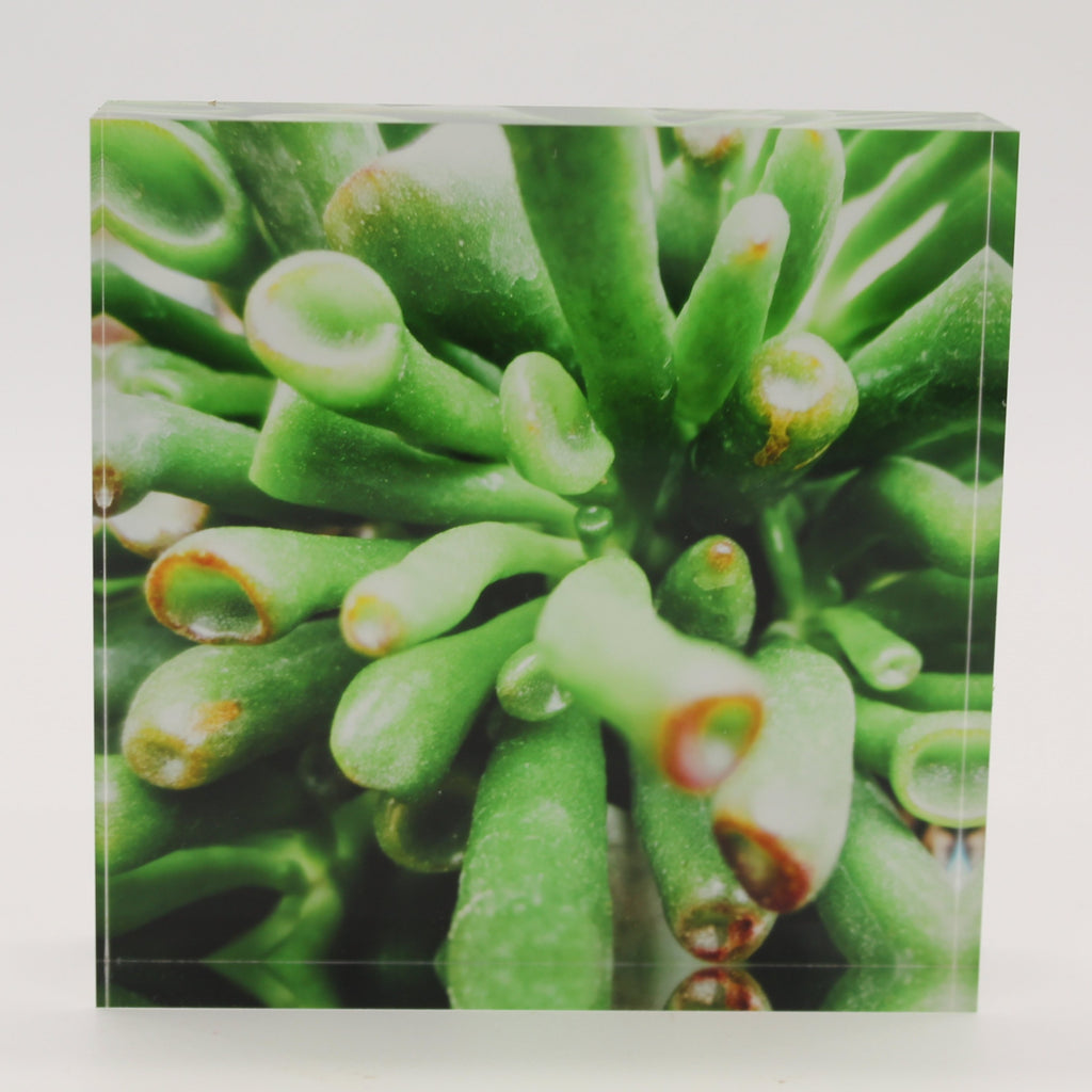 Acrylic block of close up view of green stems