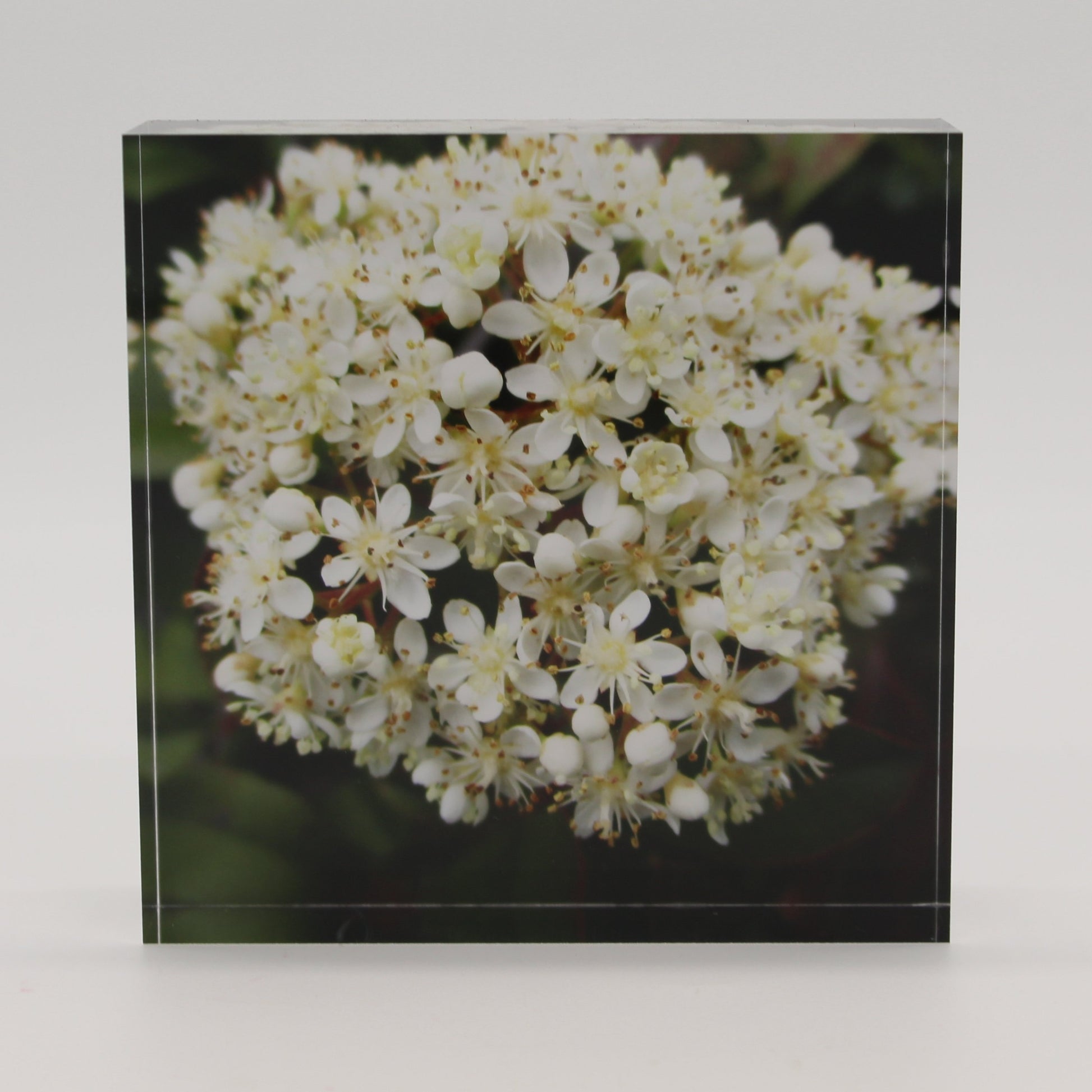 Acrylic block with close up view of small white flower against green leaves