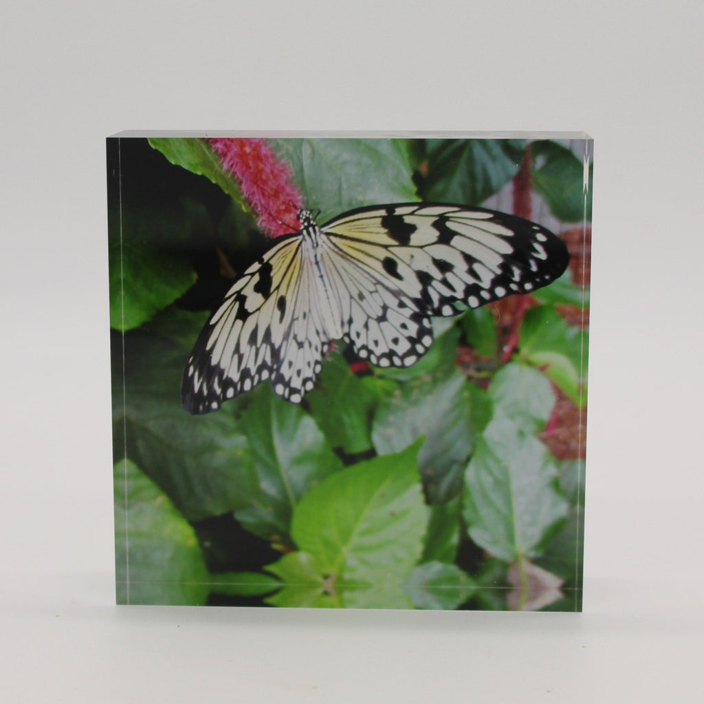 Acrylic block picture of black and white butterfly landing on pink flower and green leaves