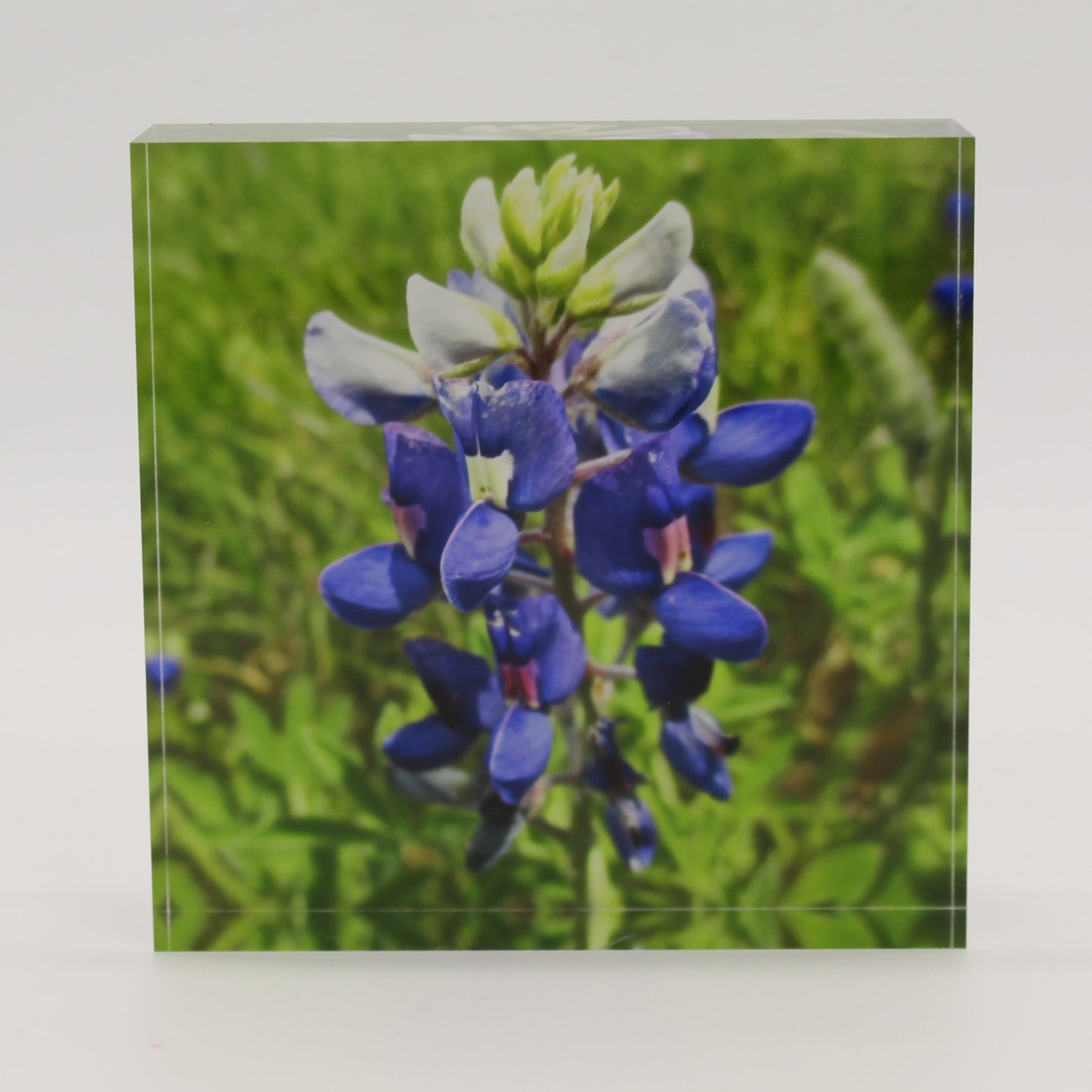 Acrylic block picture of bluebonnet flower in green field