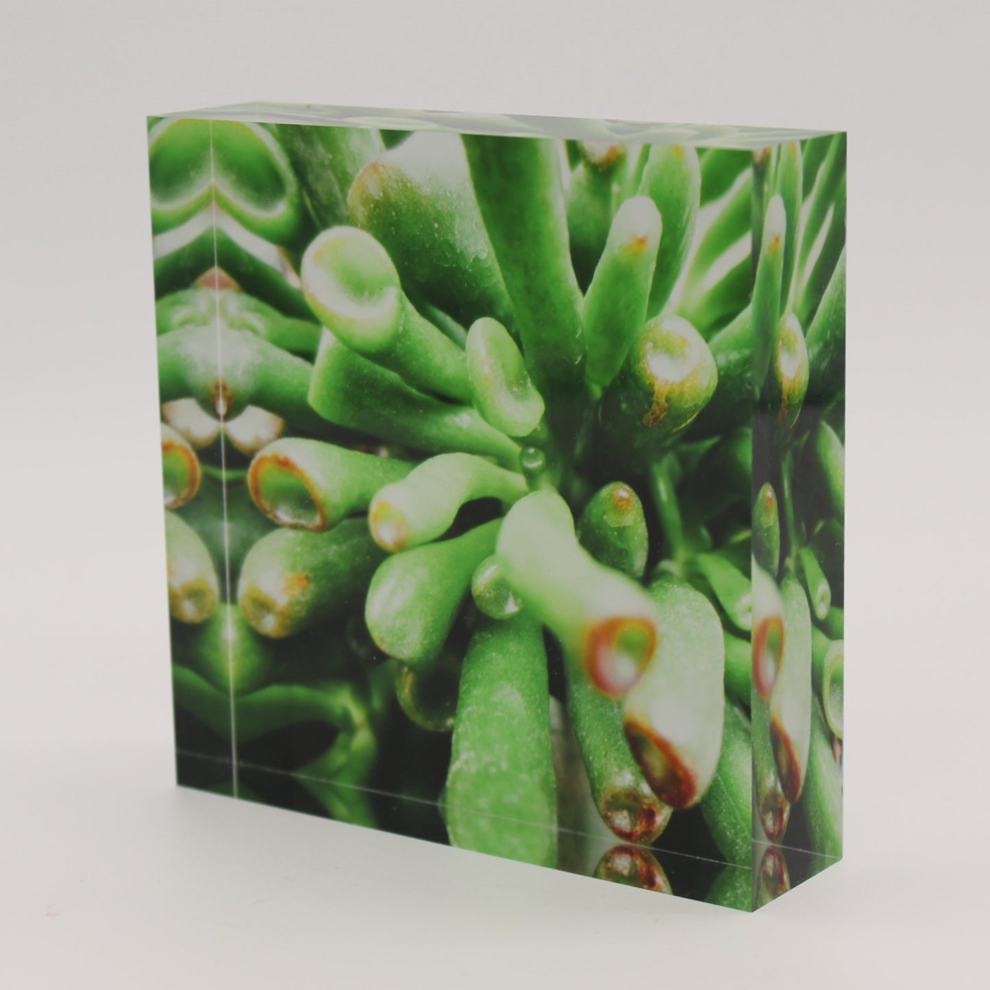 Tilted view of Acrylic block of close up view of green stems