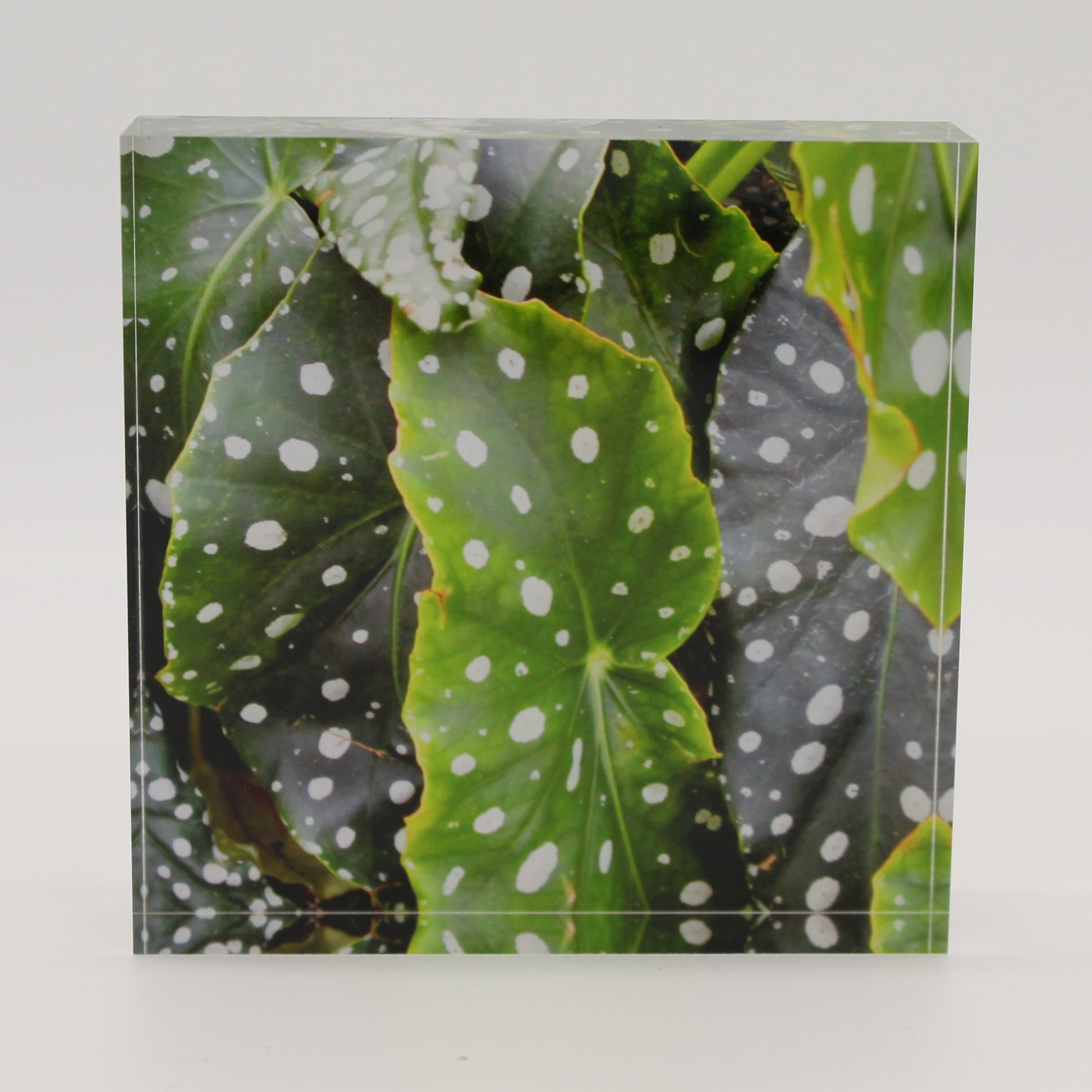 Acrylic block depicting water droplets on green leaves