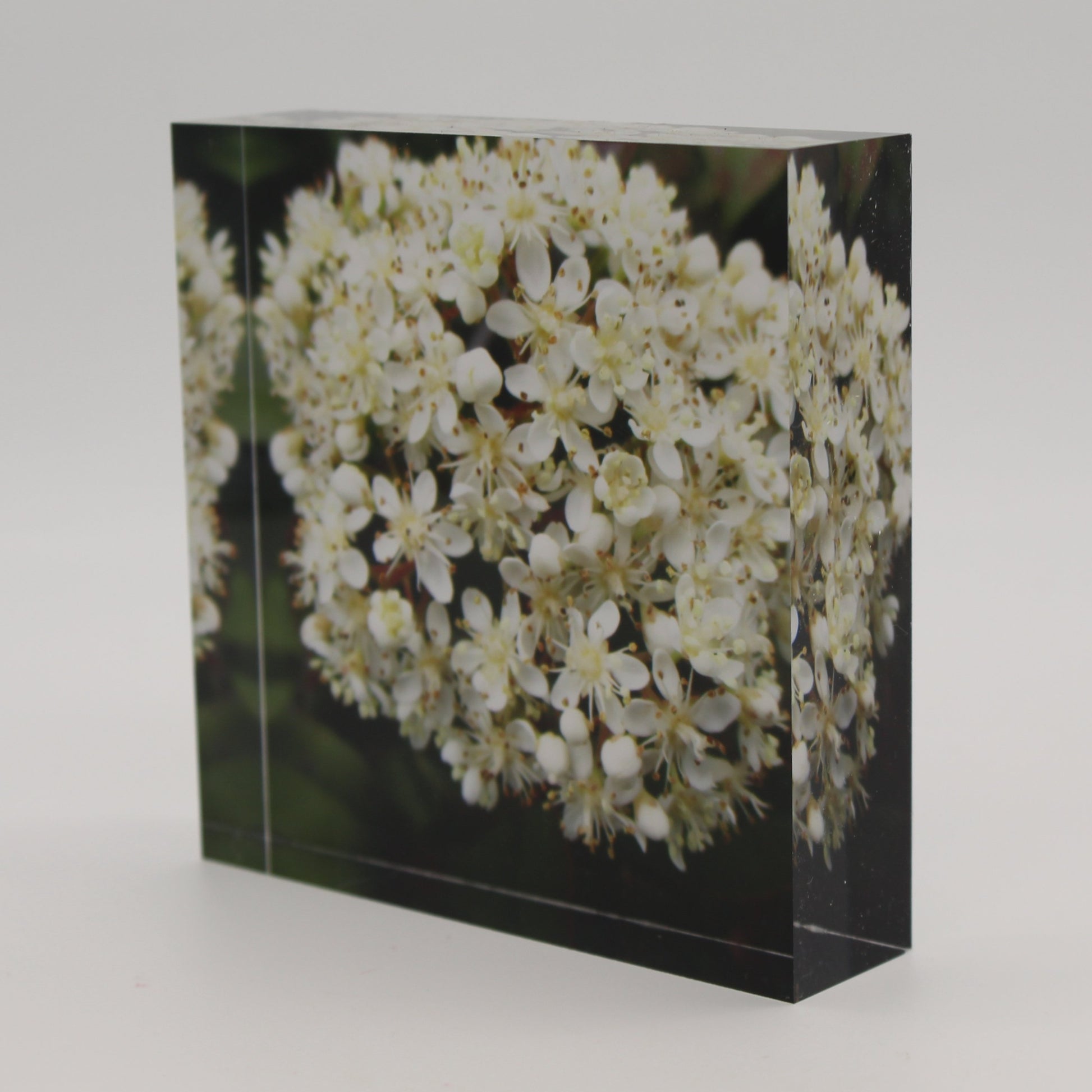 Tilted view of Acrylic block with close up view of small white flower against green leaves