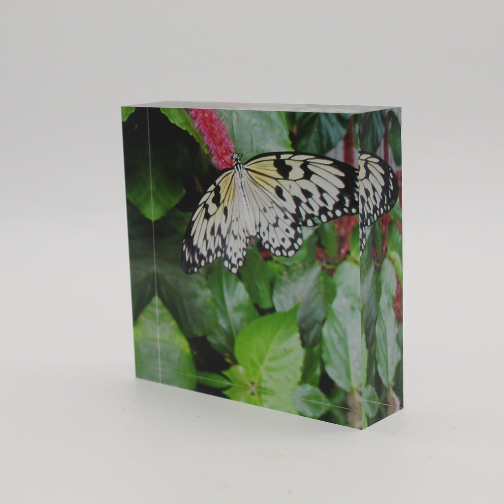 Tilted view of Acrylic block picture of black and white butterfly landing on pink flower and green leaves