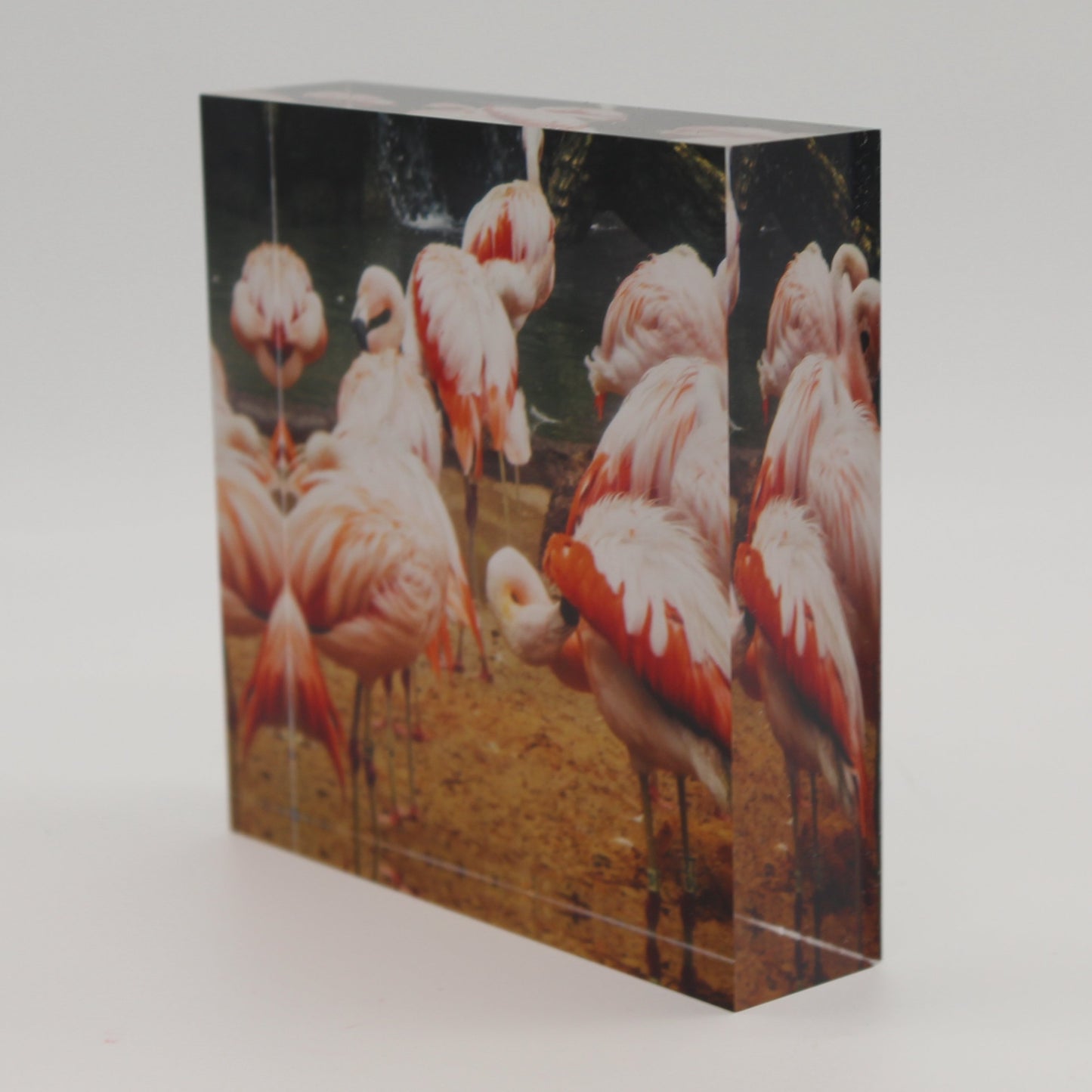 Tilted view of acrylic block picture of pink flamingoes on a sandy beach