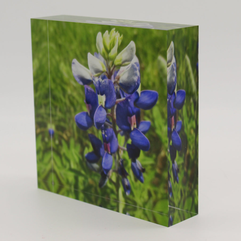 Tilted view of Acrylic block picture of bluebonnet flower in green field