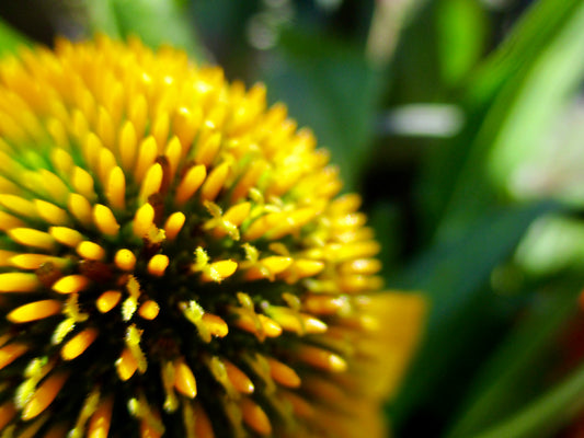 This photo is of a yellow flower with pollen, and a green leafy background.