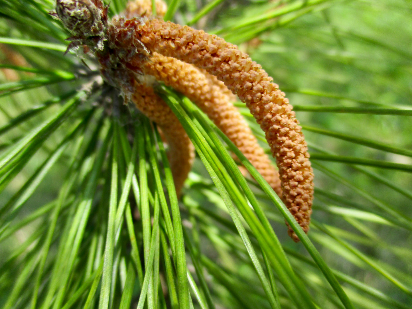 Photograph of Tree Flower