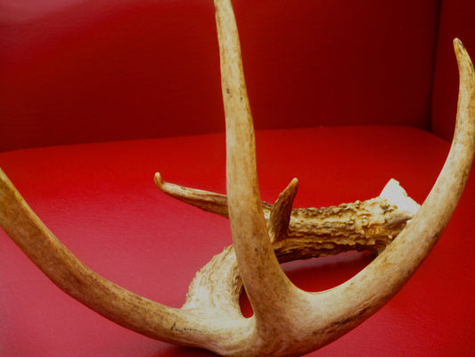 Antler Photography by Amy Davis
