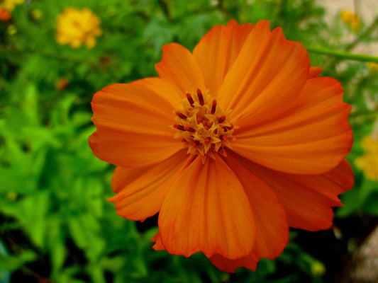 Orange Blossom Photography by Amy Davis