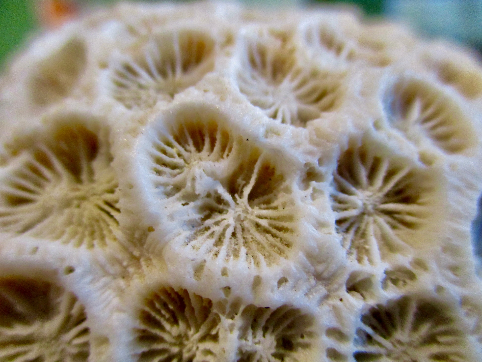 Photograph of Coral