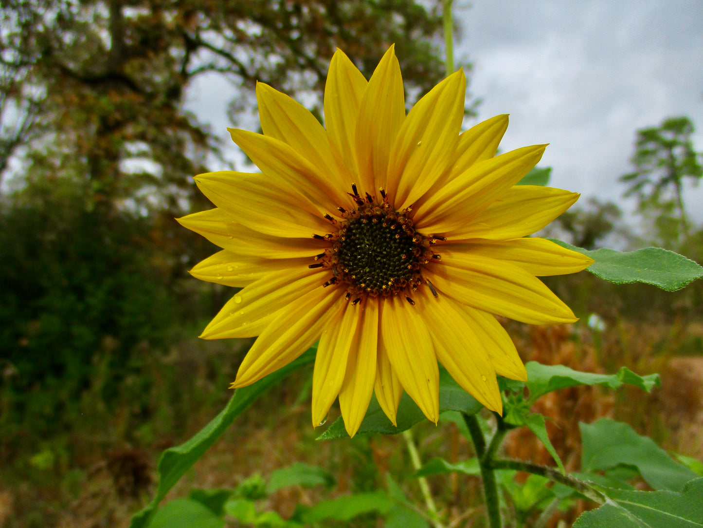 Photograph of Sunflower