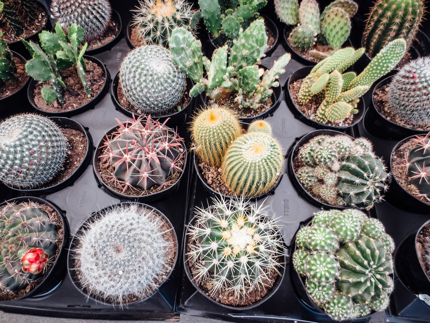 Photograph of Cactus Plants