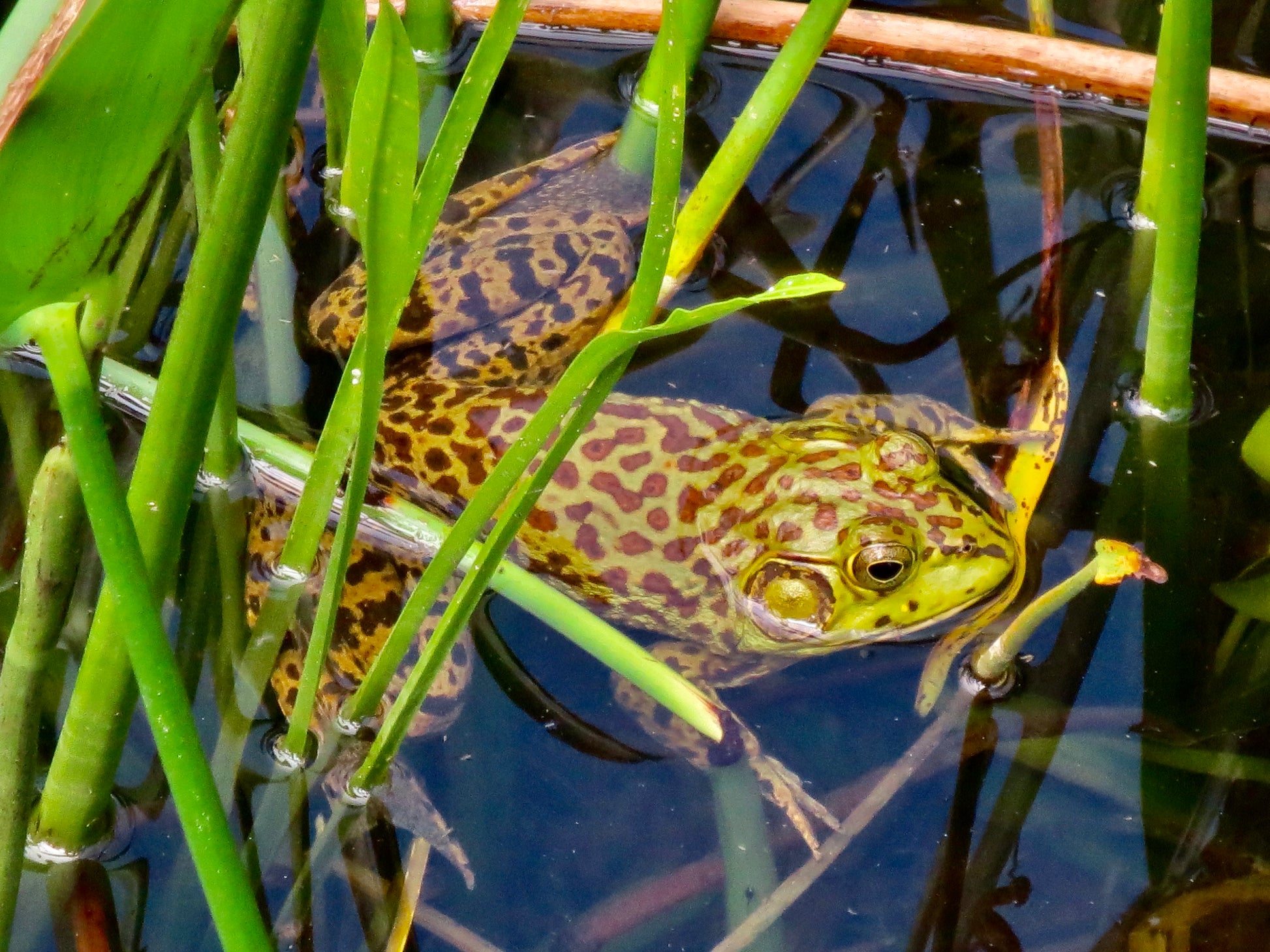Photograph of Frog