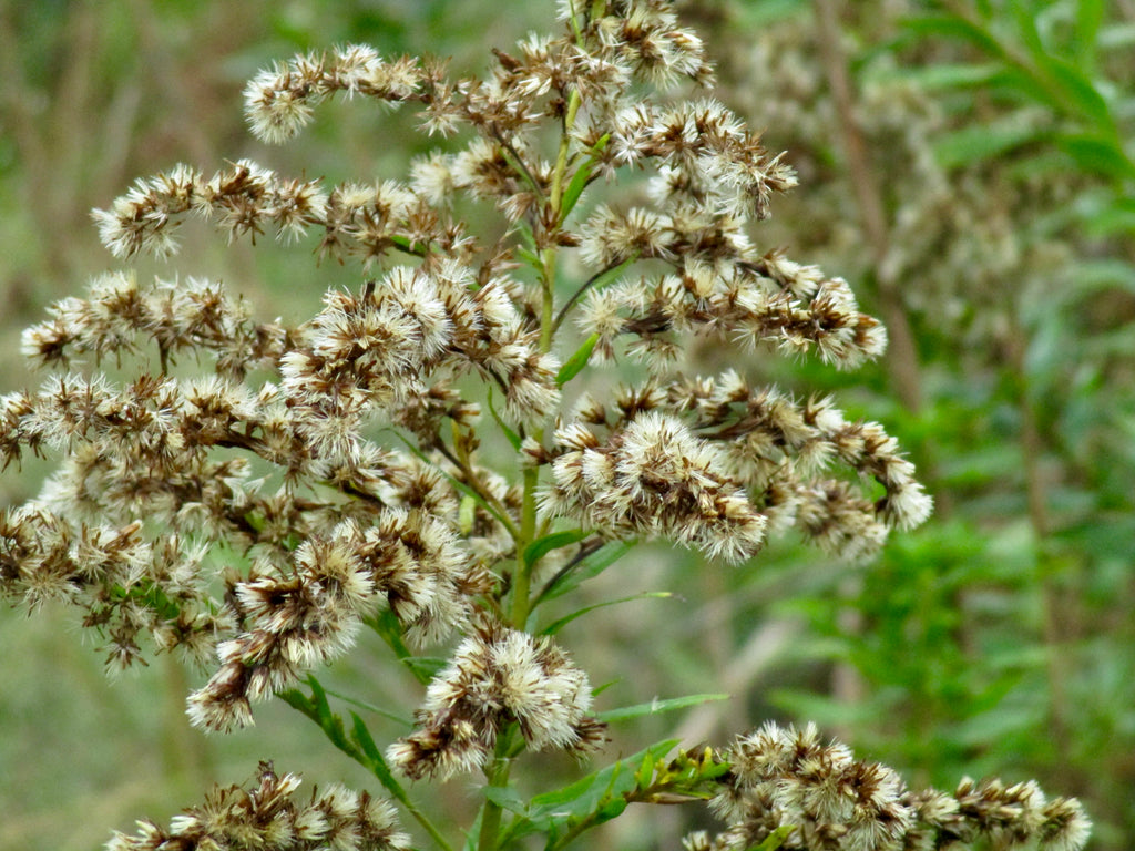Photograph of Growing Plant