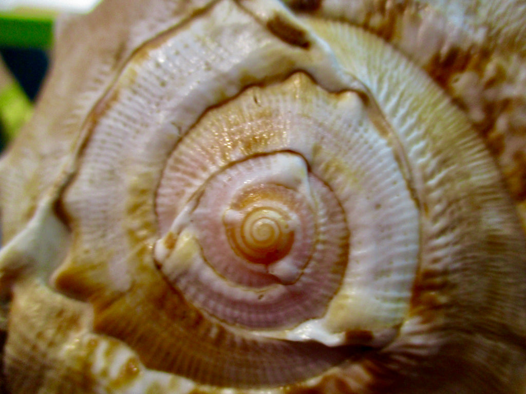 Photograph of Shell