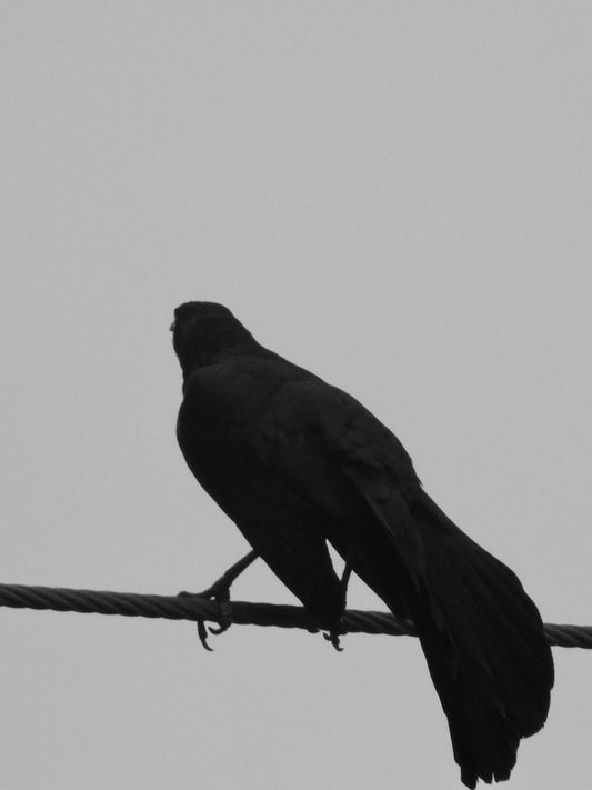photo of bird silhouette