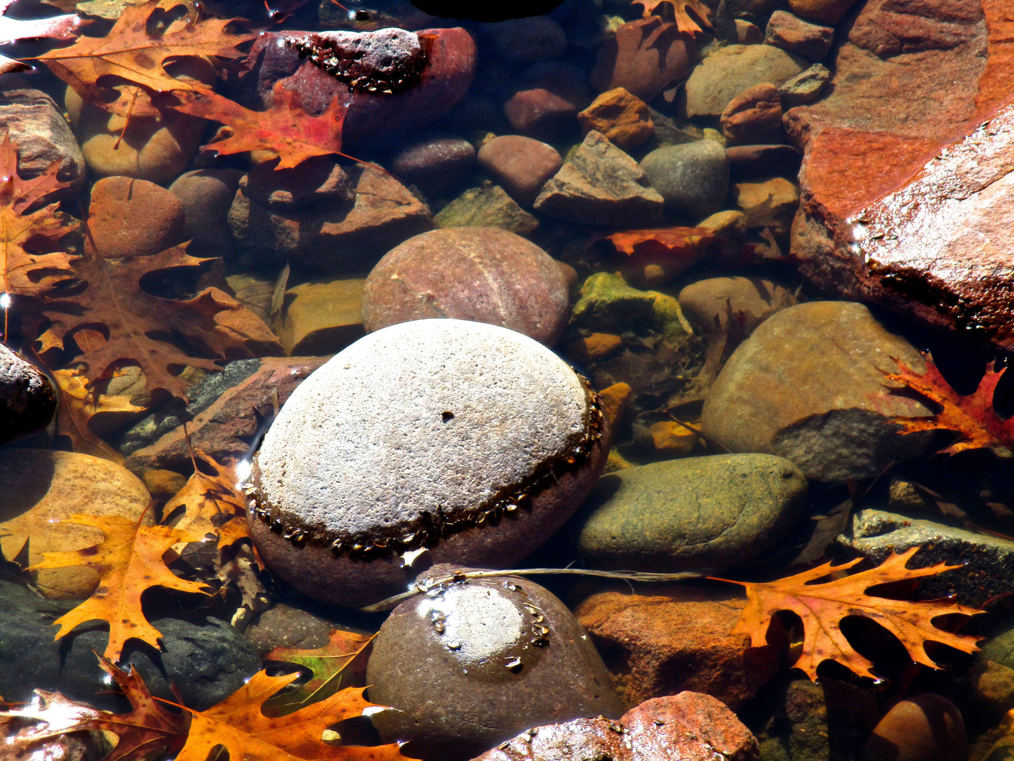 Fall Stream Photography by Ellen Reichenthal