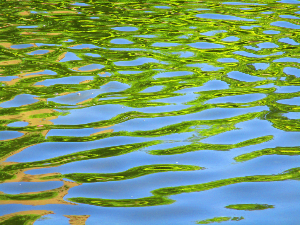 Reflecting Leaves Photography by Ellen Reichenthal